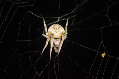Female Eriophora ravilla (Tropical Orb-weaver) in Houston , Texas ...