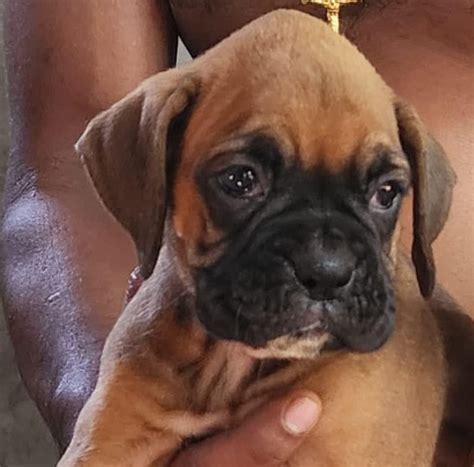 Boxer Price In Hyderabad - Best For Pets
