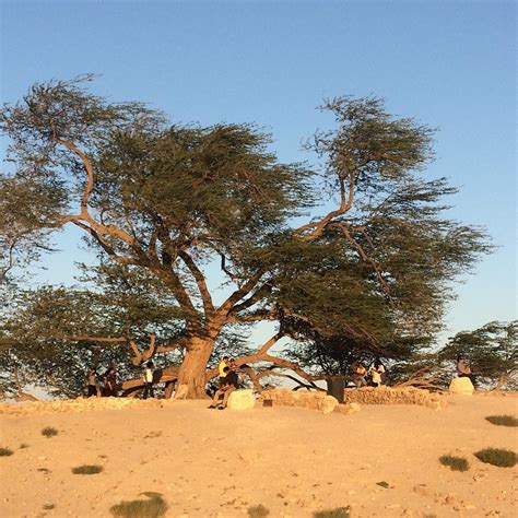 TREE OF LIFE (2026) All You Need to Know BEFORE You Go (with Photos ...