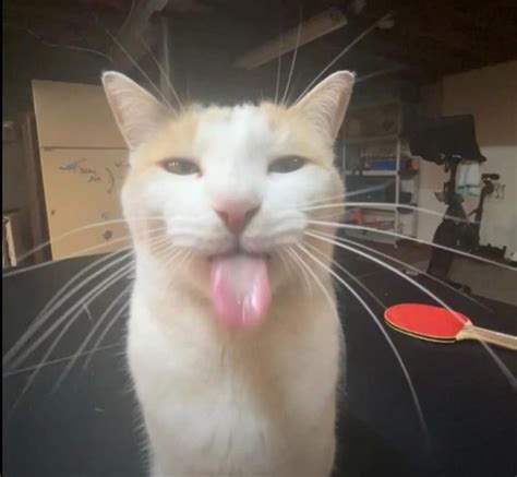 Image result for Backyardigans Sound Checks