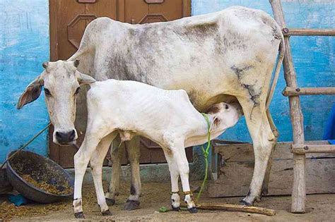 Cow protection was a touchy subject in India even when its Constitution ...