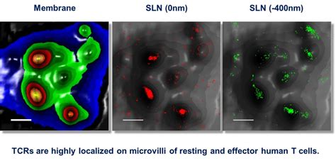 High Resolution Microscope Cell 的图像结果