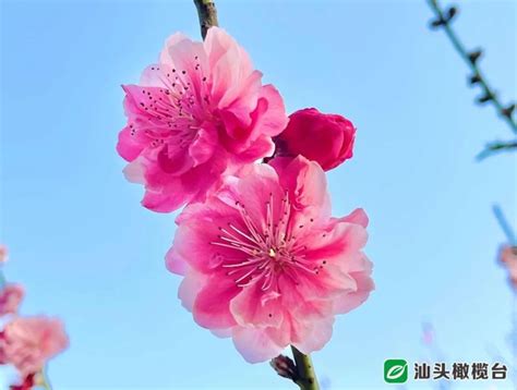 天气晴好，巨峰寺桃花盛放～_腾讯新闻