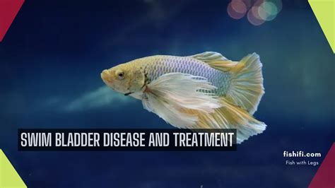 Swim Bladder Disease and Treatment - fishifi.com