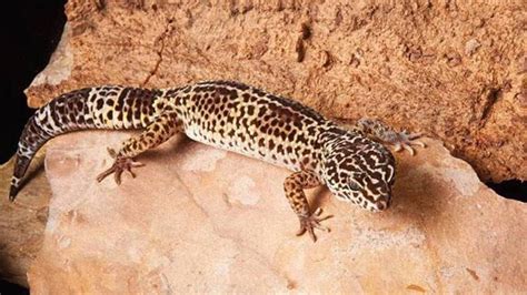 एक करोड़ रु. तक इस छिपकली का दाम, मर्दानगी का होता है इलाज - gecko ...