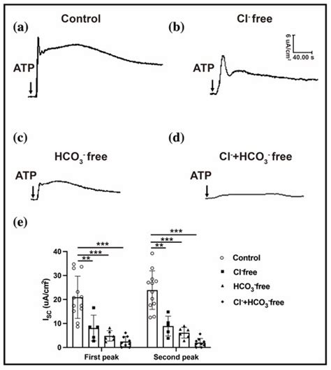 Conjunctival Fluid Secretion Impairment via CaCC-CFTR Dysfunction Is ...