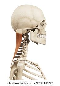 Splenius 的图像结果