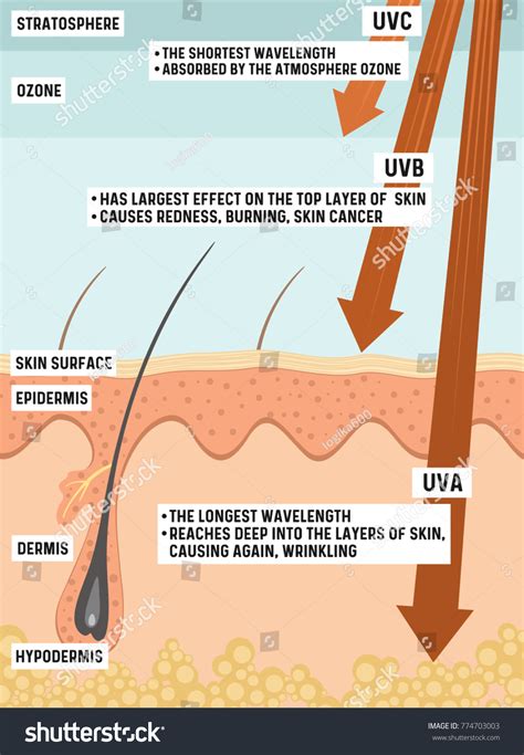 Ultraviolet Rays Effects On Humans