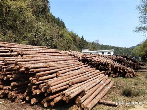 广西农行防城港分行助力木材加工产业发展-中国木业网