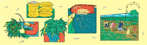 Listen to podcast “Story Of Rice” | Series “Story Of…” with Richa Govil ...