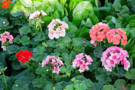 Local Food Market 的图像结果