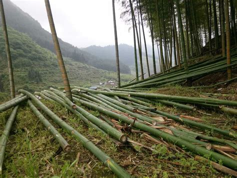 农村办流动碎竹厂真暴利，材料一进一出真简单，每天赚5500元 - 知乎