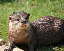 Image result for otter