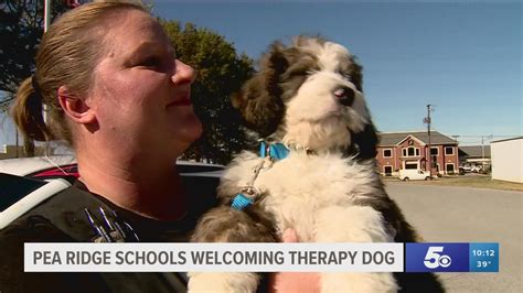 Pea Ridge Schools welcoming new therapy dog | 5newsonline.com