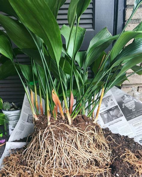 Aspidistra Elatior Care and Growing Guide | Plantcarefully