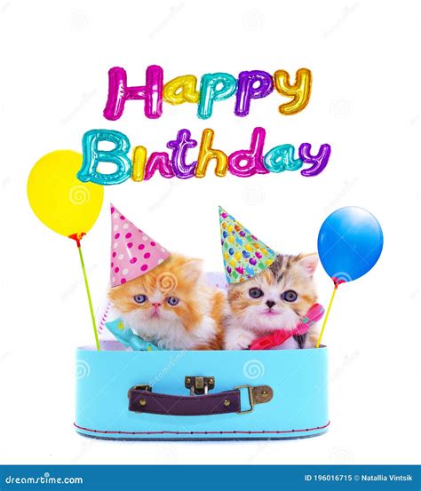 Happy Birthday Kitten Images