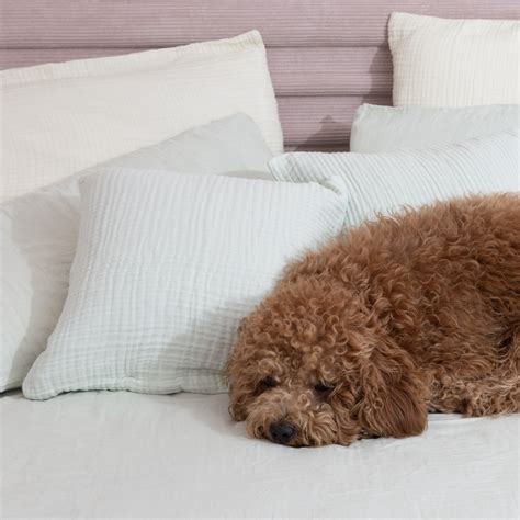 Beyond Beleaf – BeyondBeleaf