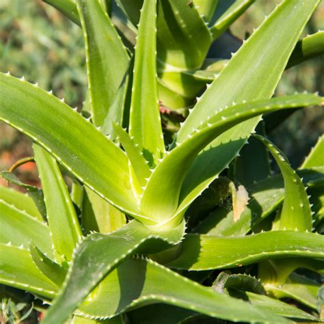 Aloe barbadensis miller – Firefly Life Sciences Pvt. Ltd.