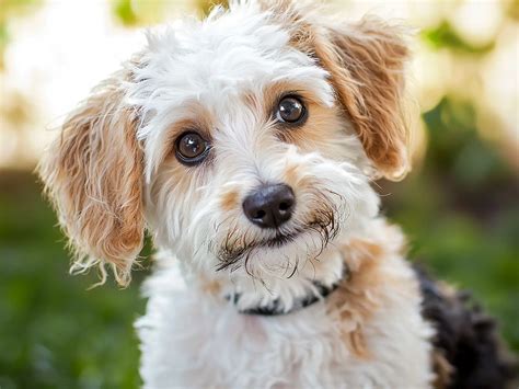 Jack-a-poo: La mezcla energética e inteligente de Jack-Caniche