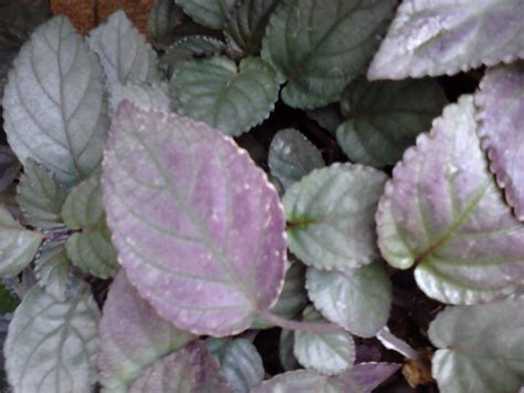Garden Care Simplified: Purple Copper Leaf Plant Metallic Leaves Good ...