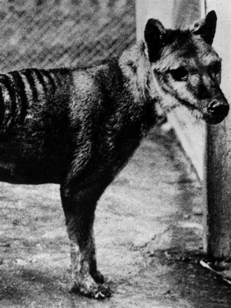 Tasmanian tiger, thylacine sightings: Hunter claims he has photos of ...