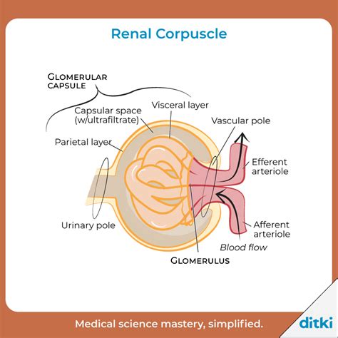 Image result for Net Filtration Rate Kidneys