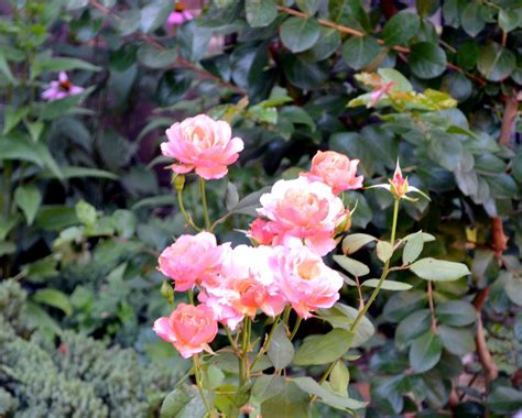 Capitol Hill 的图像结果