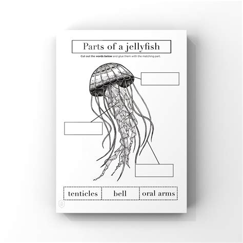 Jellyfish Anatomy