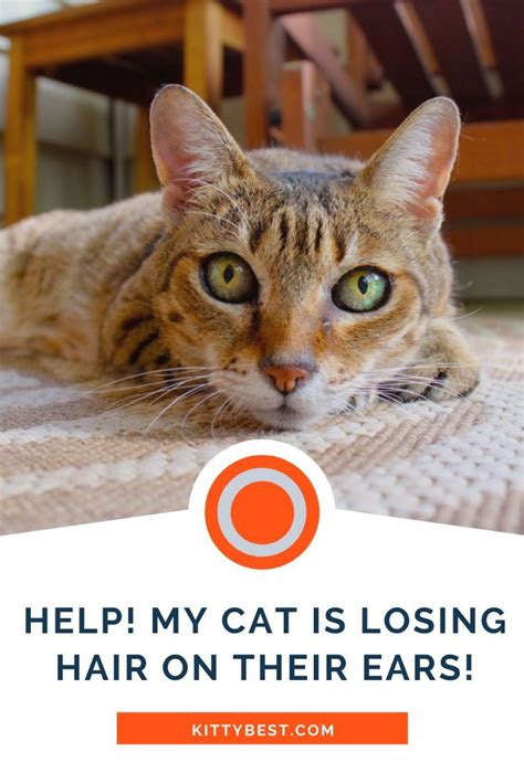 Image result for Cat Stack Sticker