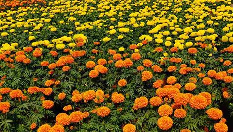 Mumbai: Annual Horticultural Exhibition at Veermata Jijabai Bhosle ...