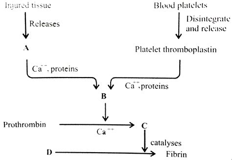 Process of Blood Clotting 的图像结果