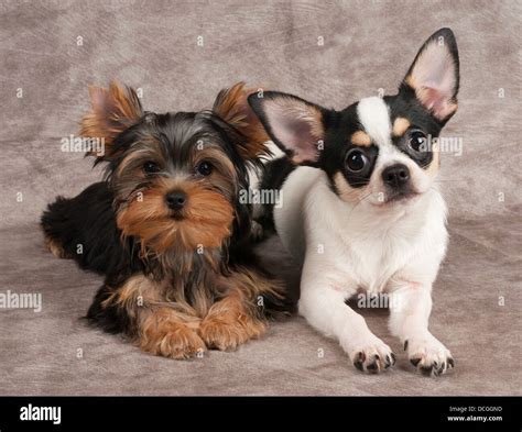 Puppies of Yorkshire Terrier and Chihuahua on textile background Stock ...