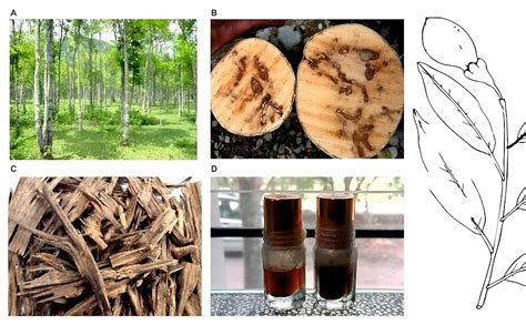 Rudeez Most expensive Rare Agarwood Plant in grow bag-(Pack of 2 ...