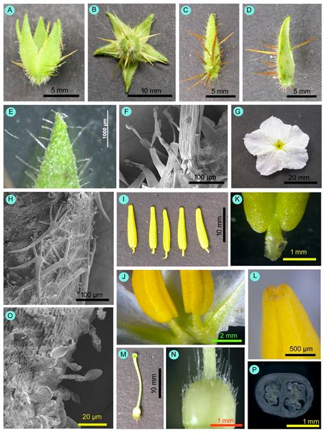 Seasonal Variation in Flower Traits, Visitor Traits, and Reproductive ...