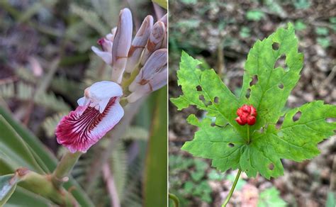 Plant extracts show promise in fighting common yeast infections