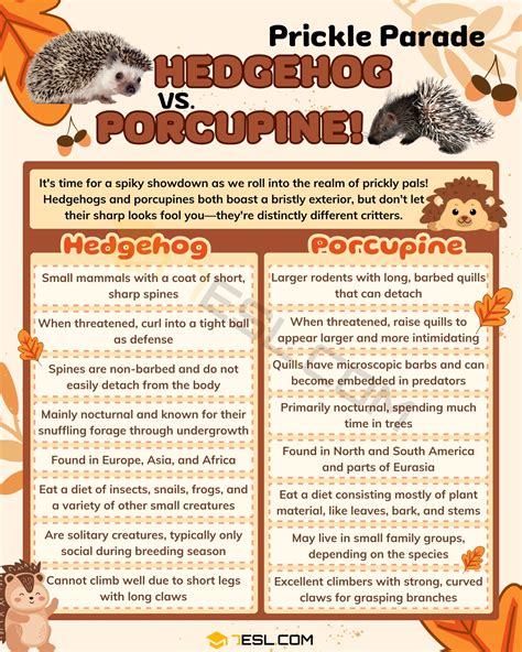 Hedgehog vs. Porcupine: What's the Difference Between Hedgehog and ...