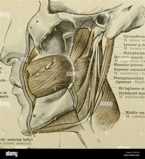 . An atlas of human anatomy for students and physicians. Anatomy. THE ...