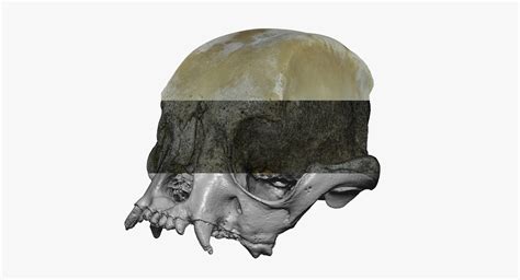 French Bulldog Skull 01 3D Model - TurboSquid 1535532