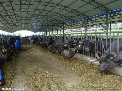 办个养牛场需要多少钱 养牛场需要采购哪些设备_农业知识 - 农业站