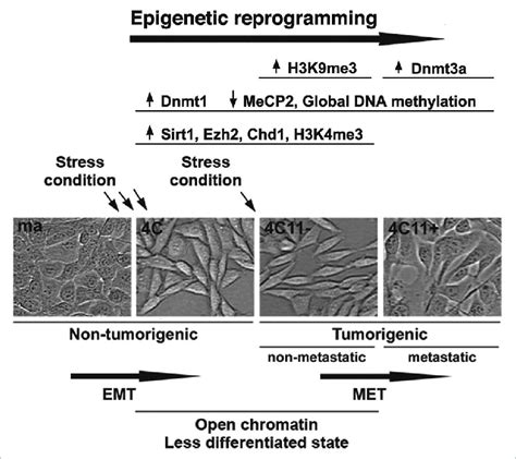 Image result for Epigenetic Reprogramming