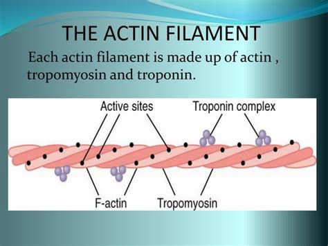 Image result for Actin Polymerization Process
