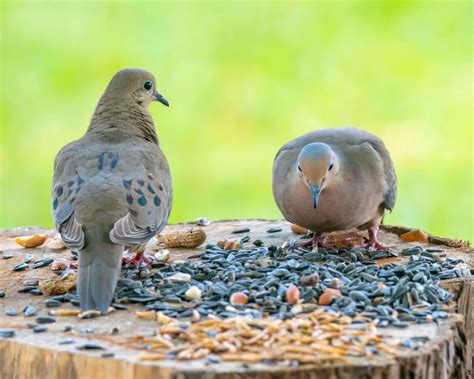What Seeds Do Mourning Doves Eat | Storables