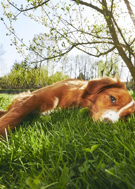 Login Template Title