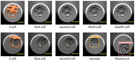 Image result for Development Time-Lapse