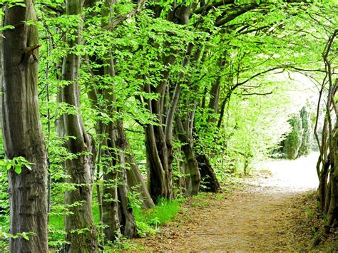 Forest Tree 的图像结果