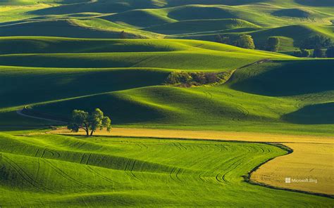 华盛顿州 帕卢斯 的图像结果