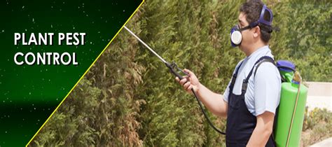 Natural Pest Control: Herbal treatment | Insects | Bugs | Dust Mites ...