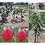 Pyanabi World’s Costliest Purple Original Miyazaki Mango Plant (Combo ...