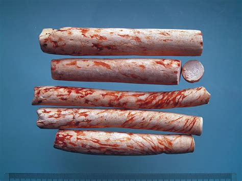 Dioscorea oppositifolia - Chinese yam; Lichtwortel, Chinese yam ...