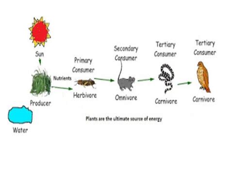 Q.4. Show with the help of a sketch that the plants are the ultimate ...